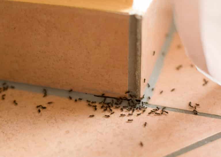 Ants In Bed 768x548 